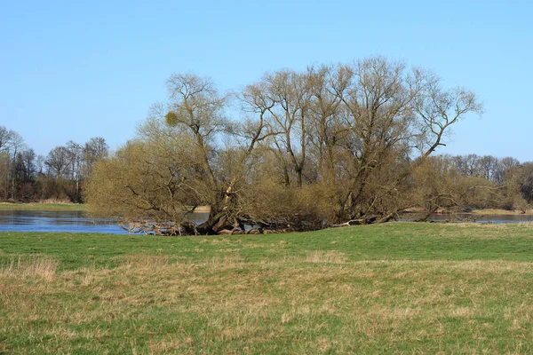 Willows Floodplain Early Spring — Stock Photo, Image