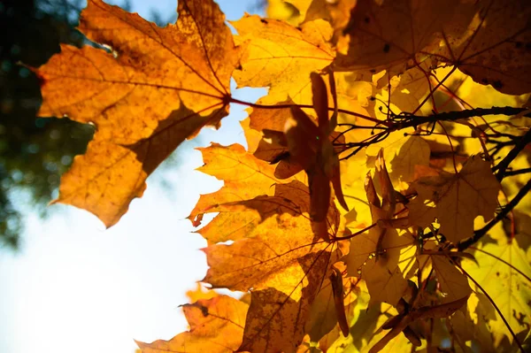Podzimní Pozadí Barevnými Listy Dřevěné Desce — Stock fotografie