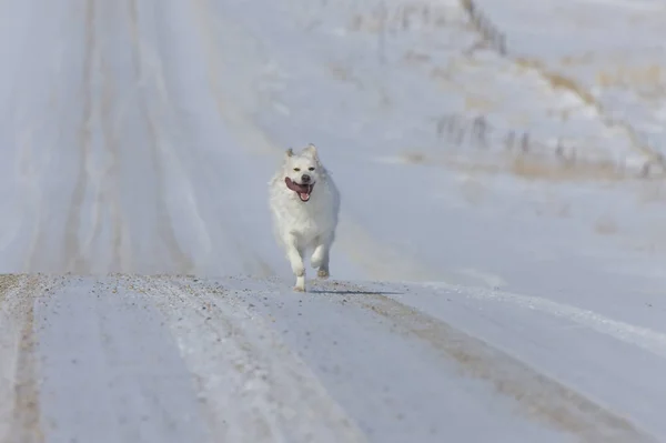 狗跑在乡村公路冬季加拿大农村 — 图库照片