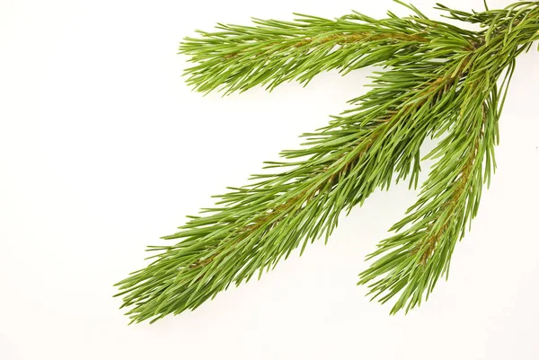 Close Pine Branch Copy Space — Stock Photo, Image