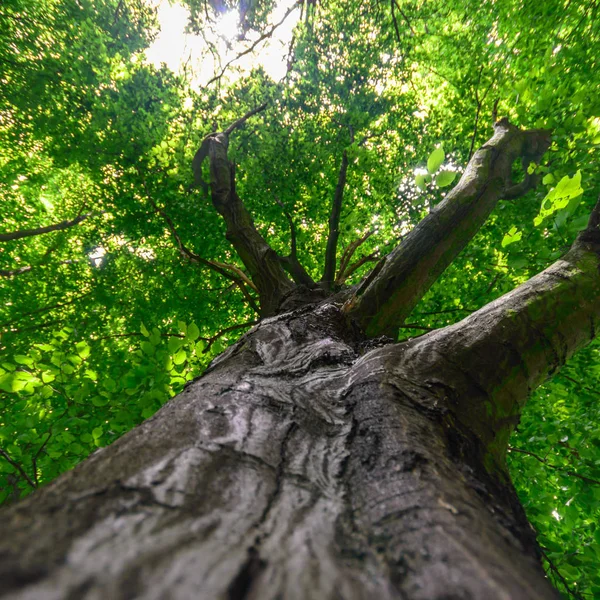 Árvore Grande Velha Fundo Cor Com Céu Azul — Fotografia de Stock