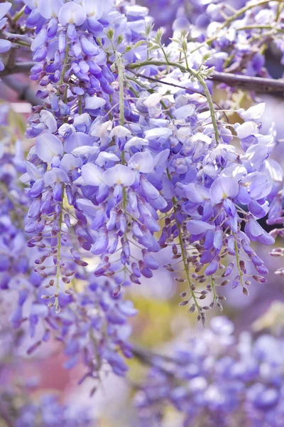 Gyönyörű Wisteria Sinensis Virágok Tavasszal Virágzó — Stock Fotó