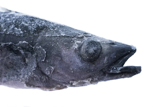 Замороженная Рыба Белом Фоне — стоковое фото