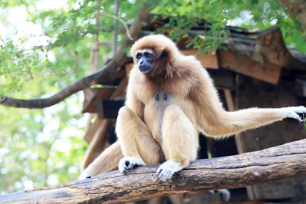 Monkey Khao Kheow Zoo Chonburi Thailand — Stock Photo, Image