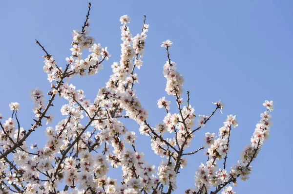 Japanese Cherry Tree Flowers Full Bloom Spring — Stock Photo, Image