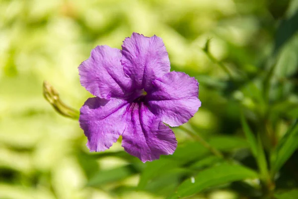 Close Blossoming Purple Flower — Stock Photo, Image