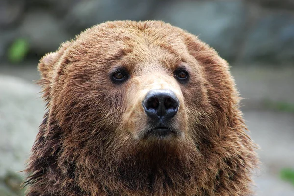 Cabeça Urso Isolado Fundo — Fotografia de Stock