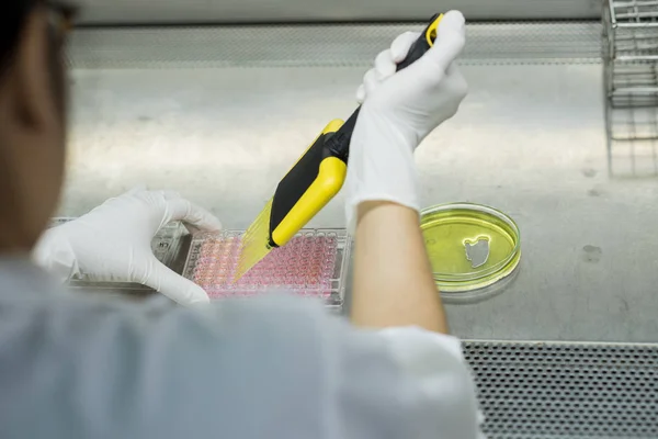 Pesquisadora Transfere Fluido Teste Para Placa Poço Para Laboratório Microbiológico — Fotografia de Stock