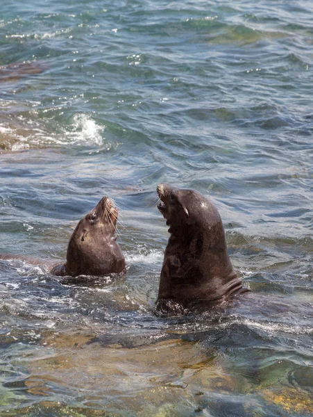 Natación California León Marino Zalophus Californianus Océano Jolla Cove Sur — Foto de Stock