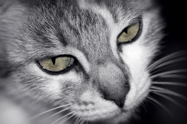 Retrato Gato Enojado Foto Enfoque Suave Blanco Negro Con Desaturación —  Fotos de Stock