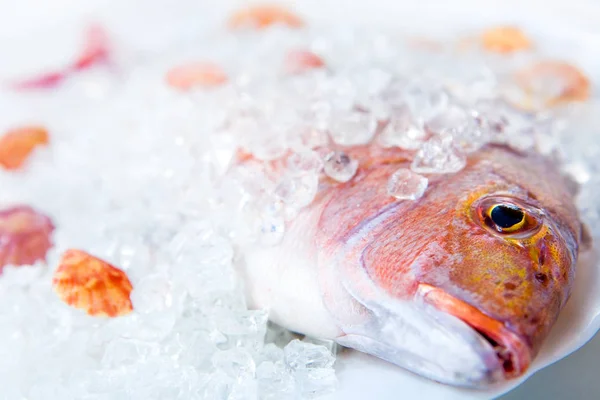 Todo Dorado Yace Hielo Plato Blanco Con Conchas Cerca Sobre — Foto de Stock