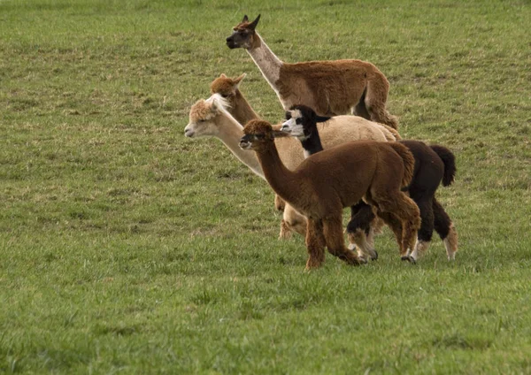 Gli Alpaca Sia Suri Che Huacaya Camminano Giocosamente Attraverso Loro — Foto Stock