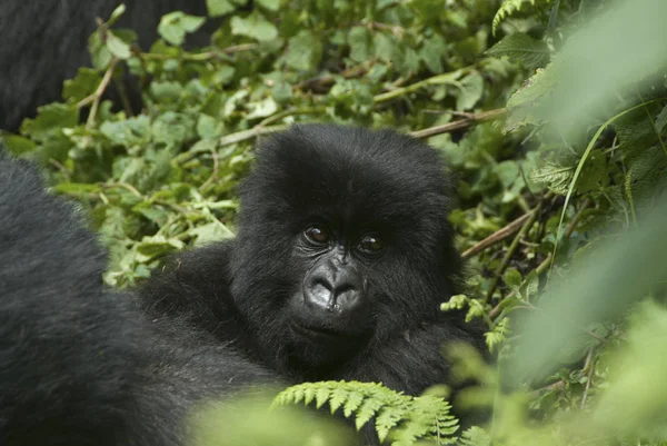 Vista Gorila Bebé Bosque Ruanda — Foto de Stock