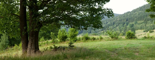 Vistas Montaña Con Gran Árbol Paisaje Panorámico — Foto de Stock