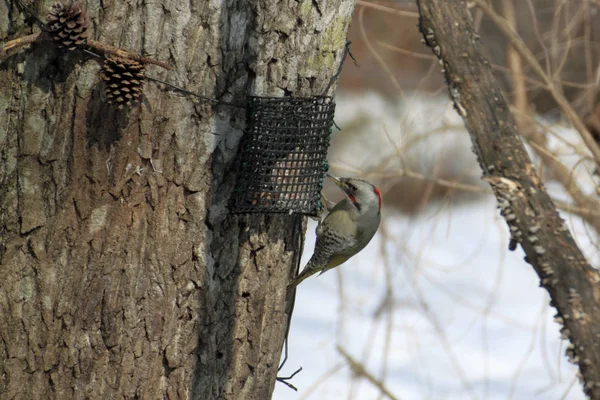 岩手県の木に小さな鳥を閉じる — ストック写真