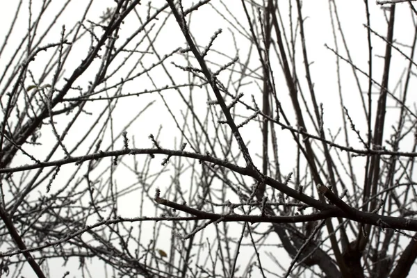 白色背景上的黑暗雪树枝 — 图库照片