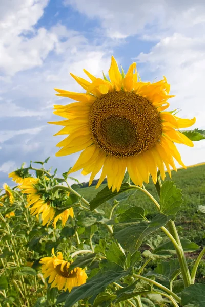 Girasol Fild Nubes Azules Cielo — Foto de Stock