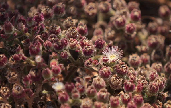 Mesembryanthemum Crystallinum Crystalline Ice Växt Marken Täcker Södra Kalifornien — Stockfoto