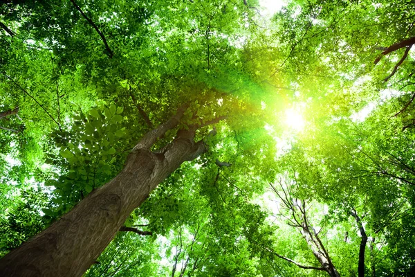 Naturen Träd Med Gröna Blad Genom Som Solen Skiner — Stockfoto