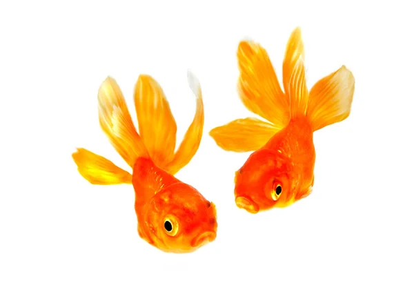 Goldfish Par Close Isolado Fundo Branco — Fotografia de Stock