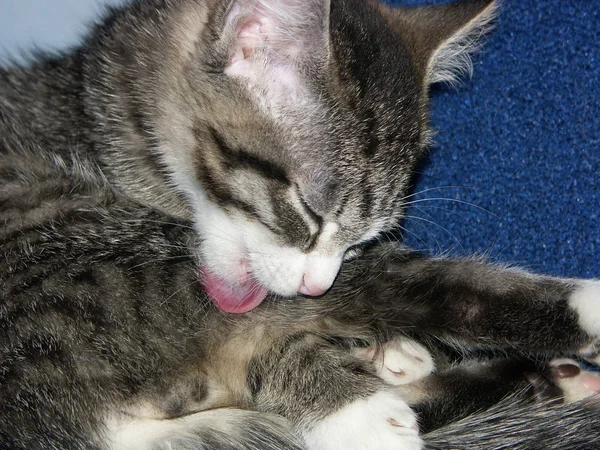 言語で舐める猫のイメージ — ストック写真