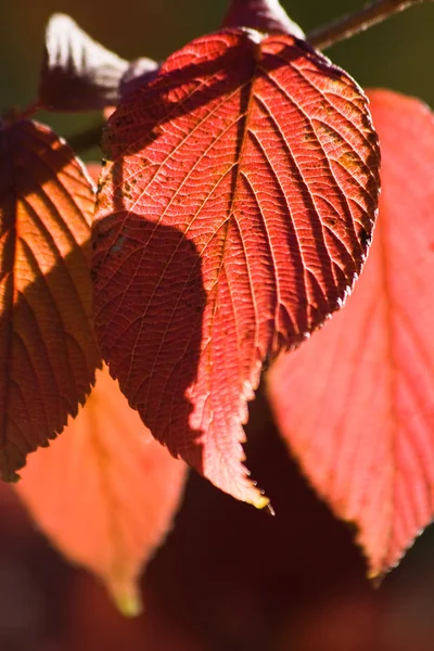 Červené Listí Slunečného Dne Podzim — Stock fotografie