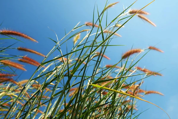 stock image Grass and blue sky