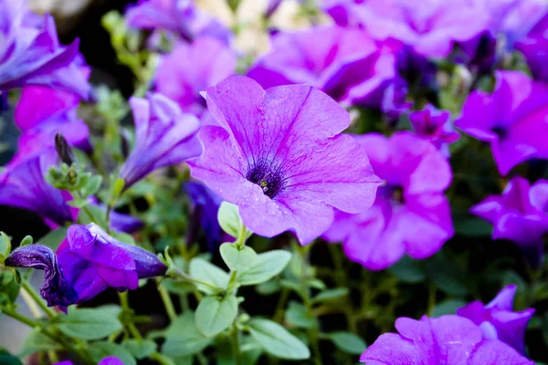 Piękny Fioletowy Petunias Zbliżenie Obraz — Zdjęcie stockowe