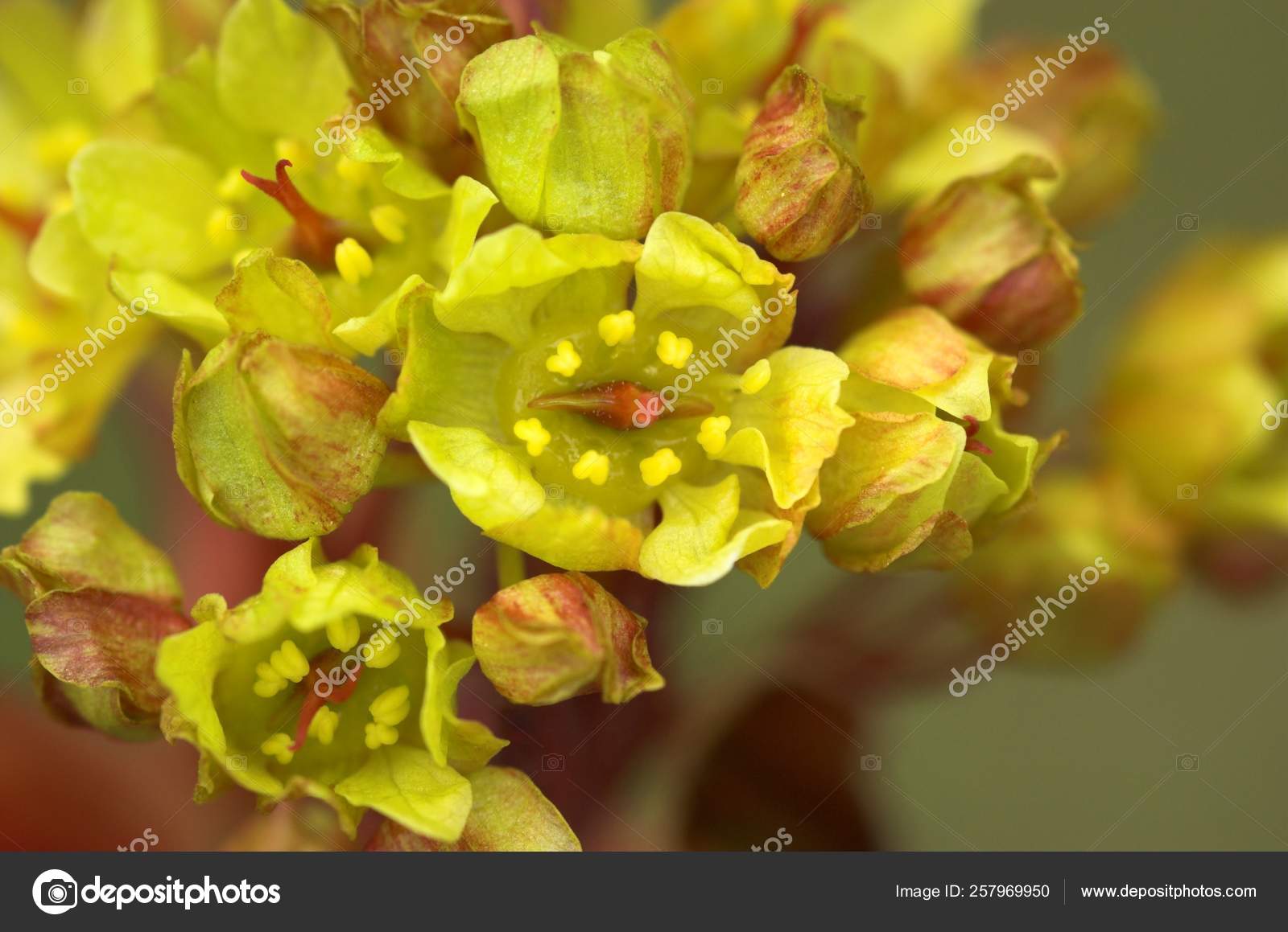 Macro Image Seldom Noticed Maple Flowers Stock Photo by ©YAYImages