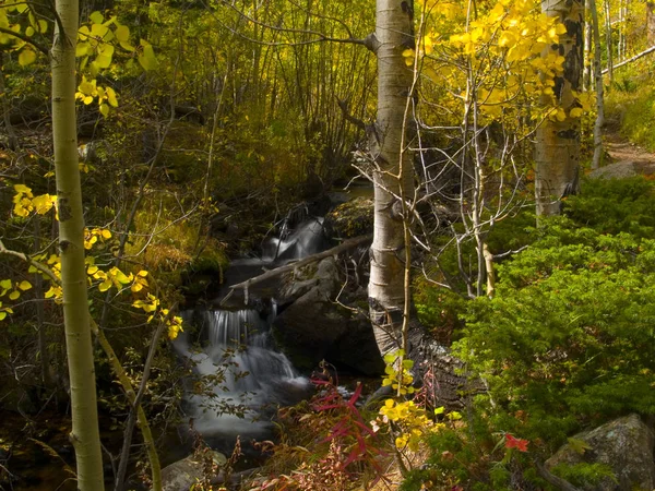 Осенние Цвета Разбиты Каскадным Ручьем Скалистых Горах Колорадо — стоковое фото