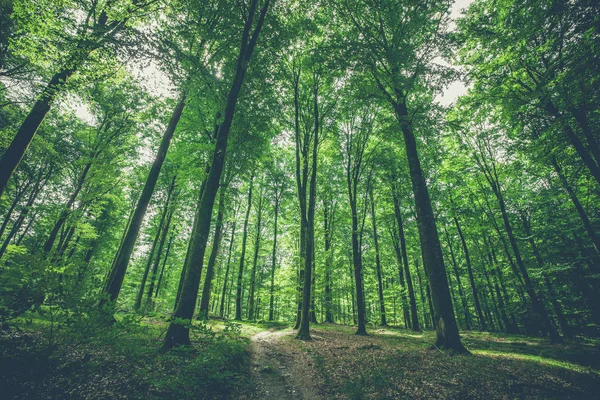 Дерева Лісі Зеленим Листям Навесні — стокове фото