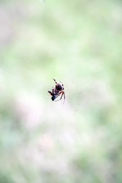 Spider Manger Insecte Pris Dans Toile — Photo