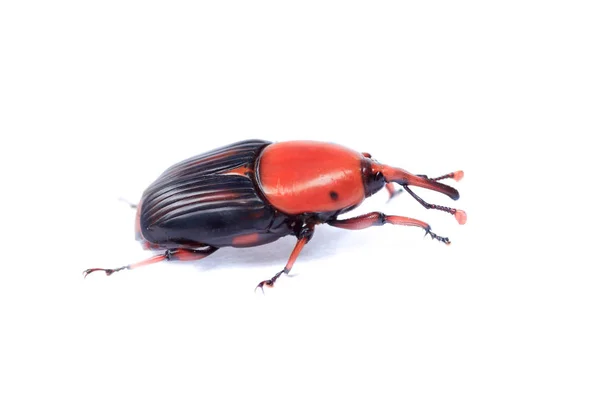 Palma Rossa Weevil Isolato Sfondo Bianco — Foto Stock