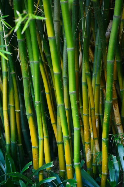 Tallo Bambú Verde Jardín Japonés —  Fotos de Stock