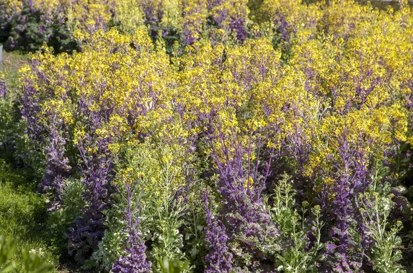 花园里的黄花 — 图库照片