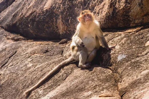 Dağ Kayaya Oturan Maymun — Stok fotoğraf