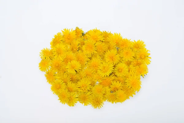 Hermosa Flor Amarilla Diente León — Foto de Stock