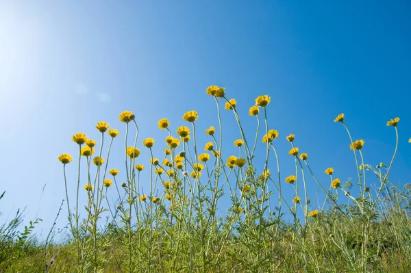 Sárga Virágok Nap Alatt — Stock Fotó