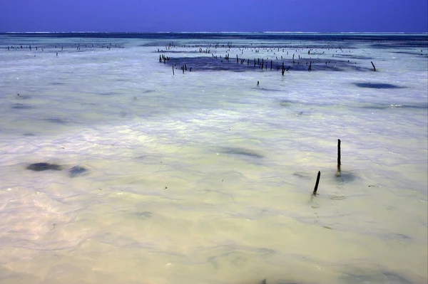 Пляж Водорості Дерева Занзібарі Танзанії — стокове фото