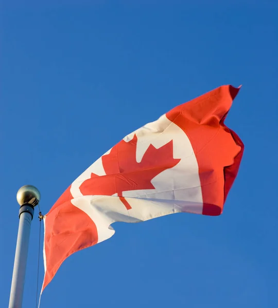 Den Kanadensiska Flaggan Vinka Vinden Med Klar Blå Himmel Bakgrund — Stockfoto