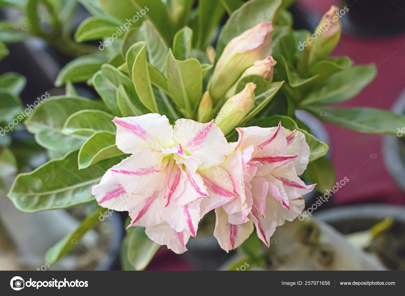 How Do You Plant Desert Rose Seeds Adenium