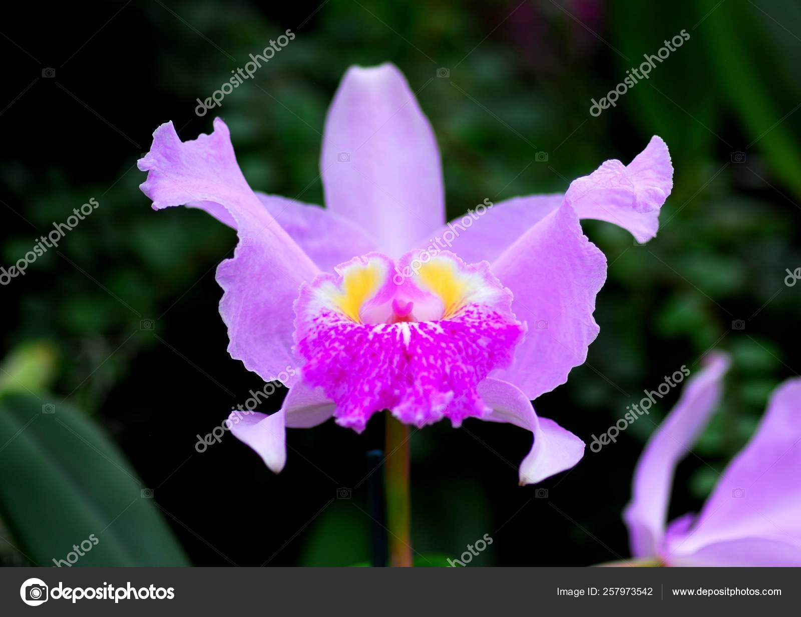 Flor Amarela Rosa Orquídea Cattleya Flor Primavera fotos, imagens de ©  YAYImages #257973542