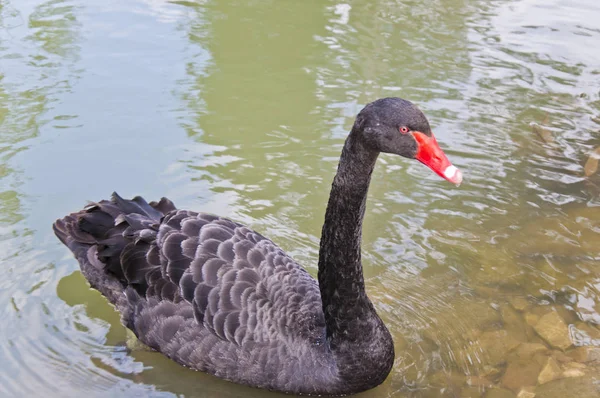 青い湖の水の白鳥のカップル — ストック写真