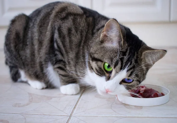 Domestic Pet Cat Multicolored Blue Green Eyes Eats Meat Meal — Stock Photo, Image
