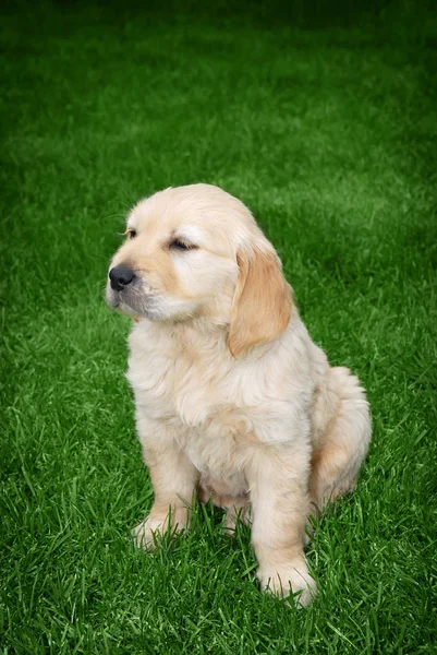 Bonito Cachorro Golden Retriever Sentado Grama — Fotografia de Stock