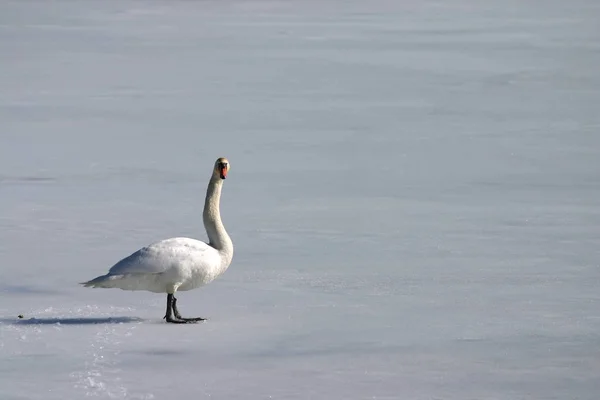 Labuť Osamělá Zamrzlý Jezero — Stock fotografie