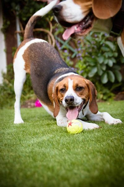Beagle Divirtiéndose Jugando Con Una Pelota Tenis Afuera Parque —  Fotos de Stock