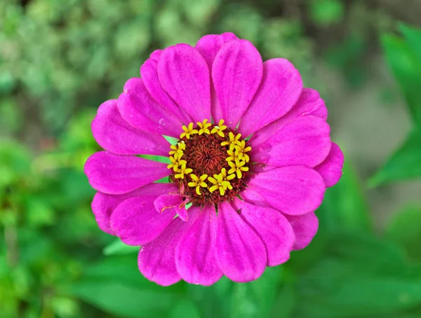 Эхинацея Красочный Цветущий Большой Цветок Крупный План — стоковое фото