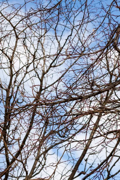 冬季或初春 在落叶树上无叶树枝的痕迹 与多云的阳光蓝天 — 图库照片