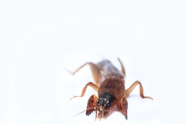 Mole cricket isolated on white background (Gryllotalpidae)
